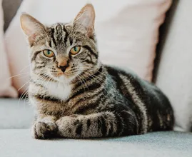 Waarom katten graag aan je meubels krabben en hoe je het ze afleert