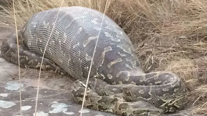 ¡Estos trabajadores encontraron una serpiente gigante - no creerás lo que encontraron dentro!