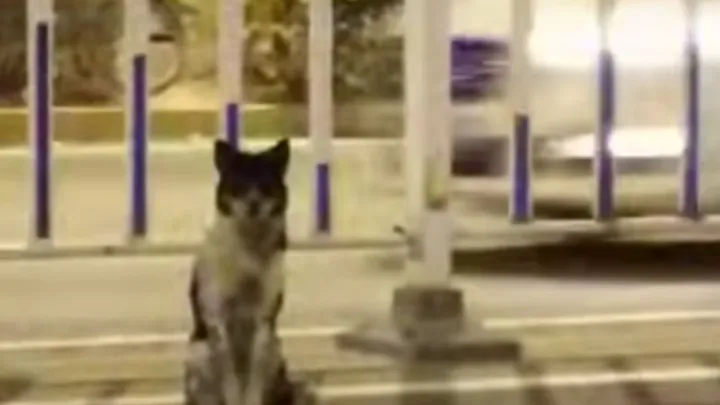 Hond waakt al tachtig dagen over plek waar baas verongelukte