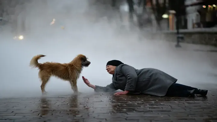 高齢の女性が霧の中で転倒 – その後、迷い犬が取った行動に驚かされる！