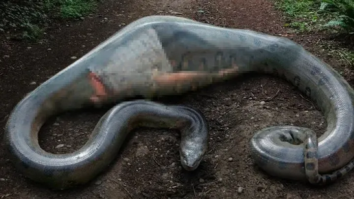 ¡Estos trabajadores encontraron una serpiente gigante - no creerás lo que encontraron dentro!