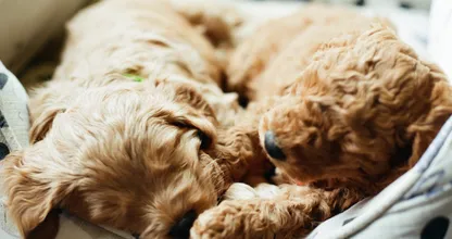 Met deze tips vind je de beste slaapplek voor je hond in huis