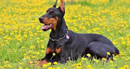 Familienhund wirft Baby quer durch den Garten und der Grund dafür wird dich überraschen
