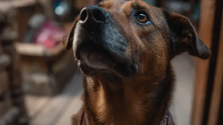 Un cane inizia a scavare in giardino: ciò che trova cambia per sempre la vita del suo padrone