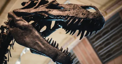 Kinderen vinden botten van dinosaurus Tyrannosaurus rex