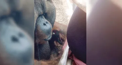 VIRAL VIDEO: Deze aandoenlijke aap is verliefd op een zwangere vrouw! Dit moet je echt even zien, zo lief!
