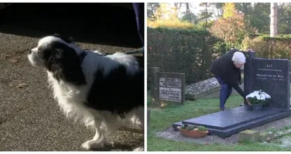 "De handhavers waren onmenselijk!" deze rouwende weduwe kreeg een hoge boete nadat ze haar hondje meenam naar het graf van haar man....