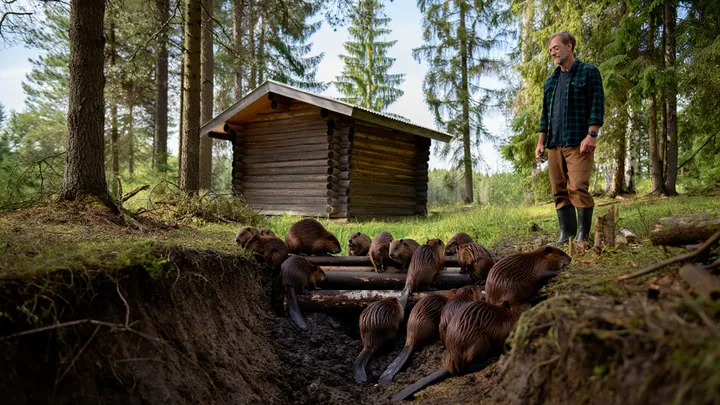 Beavers Surrounds Cabin – What They Build Leaves Owner Speechless