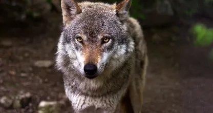 Afgesneden wolvenkop achtergelaten voor de deur van natuurbeschermingsorganisatie in Duitsland