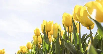 Op welke datum begint de lente eigenlijk?