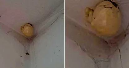 Vrouw komt thuis en vindt bizar "ei" hangend aan het plafond van haar kamer