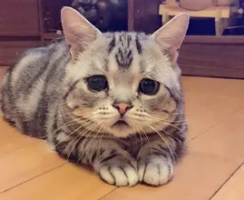 12 Katzen die 'etwas anders' auf die Welt kamen und unsere Herzen zum Schmelzen brachten.