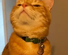 No More Guesswork: 49 Pro Tips Every Cat Lover Needs, Hello Kitty Wonderland!