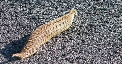 Ten Wąż Został Zauważony Na Wolności - Weterynarz Jest Wstrząśnięty, Gdy Uświadamia Sobie, Dlaczego Jest Tak Ogromny
