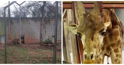 Deze Britse 'horrordierentuin' moet verplicht haar deuren sluiten!  Ongelofelijk, die arme dieren...