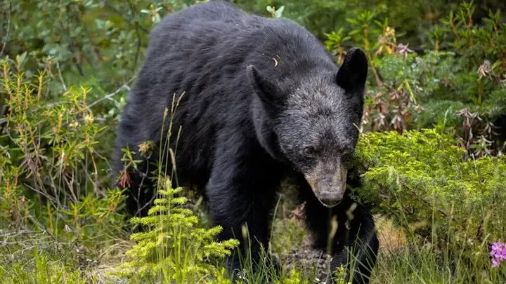 Frau folgt dem Bären in den Wald, nachdem er sich ihr an der Bushaltestelle unerwartet genähert hat