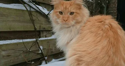 SCHOKKEND: prachtige kat Guus is gewelddadig vermoord in Alkmaar, wie heeft iets gezien? Delen SVP!