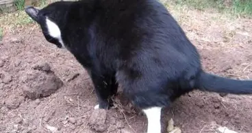 Immer wieder Nachbarskatzen in Ihrem Garten? Mit diesem absolut katzenfreundlichen Trick wird das nicht mehr passieren!