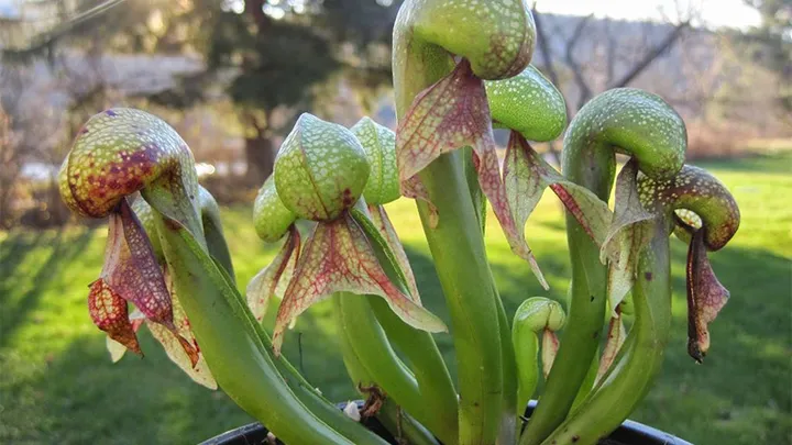 Take A Look At These Plants Found Around The Globe