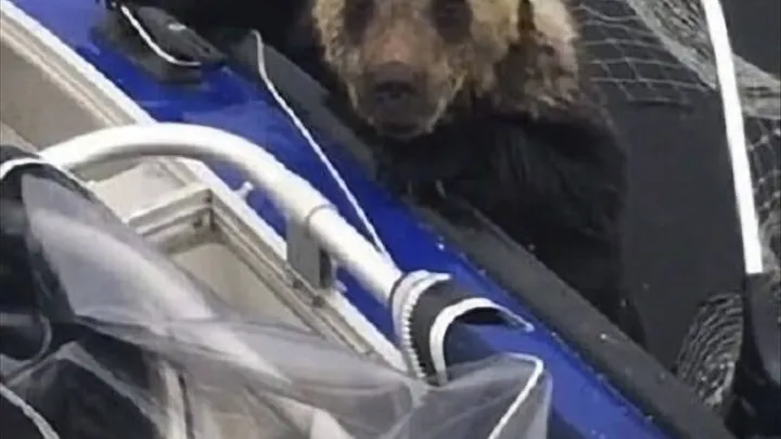 Echa un vistazo a las cosas impactantes que hace esta madre osa mientras los pescadores salvan a sus cachorros