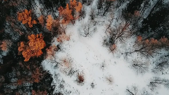 Un contadino andò nel bosco a cercare legna da ardere, ma trovò qualcosa di agghiacciante racchiuso nel ghiaccio.