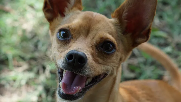 Esta pitbull se recusou a deixar o abrigo sem seu amigo chihuahua