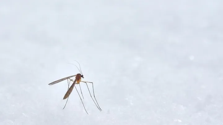 Mosquito in the bedroom? You can find it fast with this trick