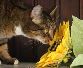 Achtung! Diese Pflanzen sind für deine Katze giftig!
