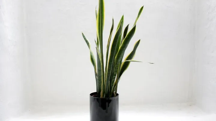Huh? Koffie blijkt goed te zijn voor je planten