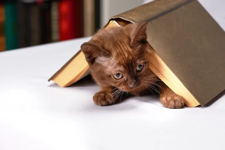los gatos siempre actúan de formas extrañas