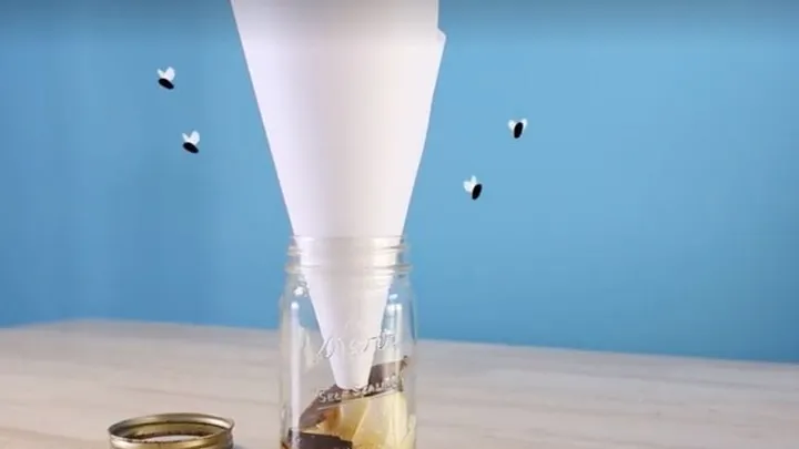 Here are 5 easy ways to catch fruit flies in your home