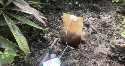 Bury your used tea bags in your garden. You'll be amazed at the results!