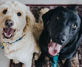 Heb je een hond? Dit is wat je viervoeter zegt over je persoonlijkheid