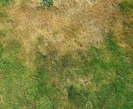 7 tips to properly maintain your lawn during a heat wave