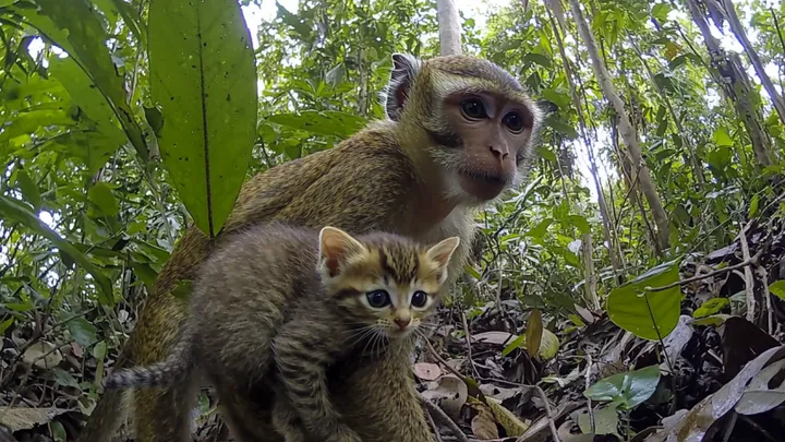 Monkey Drags Away Kitten - Owner Is Shocked To Uncover The Truth