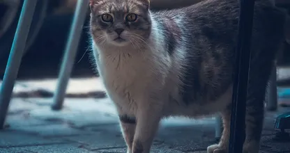 De reden waarom je kat je volgt als je naar de wc gaat