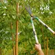 Tailler votre jardin en hiver ? Voici comment faire