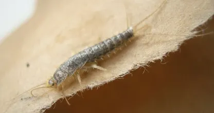 Hast du Silberfische im Haushalt? So wirst du sie ganz einfach los!