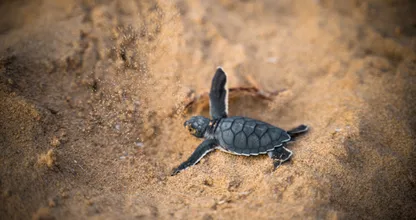 Dying baby turtle saved by family in Ireland