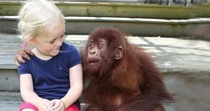 The gorillas see her again for the first time in 12 years and their reaction is priceless! So beautiful!