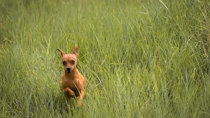 Esta pitbull se recusou a deixar o abrigo sem seu amigo chihuahua