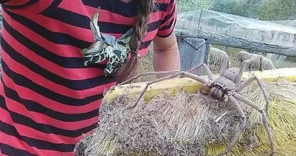 Mensen met een spinnenfobie: kijk maar even weg. DIT is de grootste spin van de wereld!