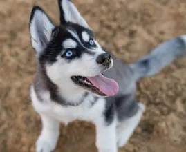 Man die zijn husky levend begroef mag tóch weer een nieuwe hond