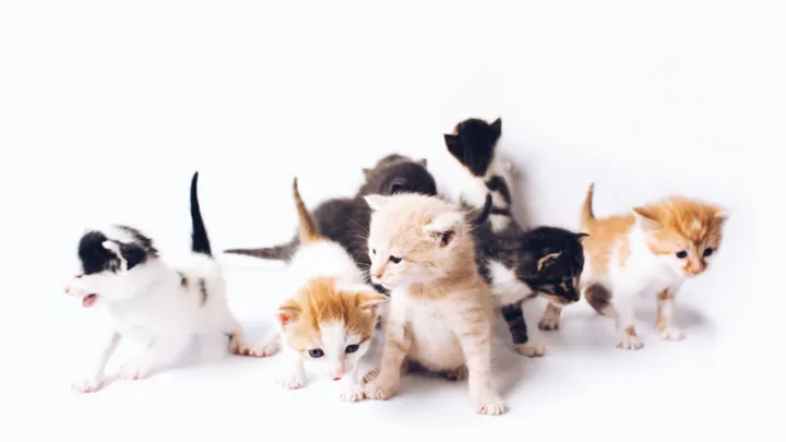 Disabled cat fosters kittens at shelter in Kentucky