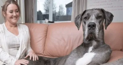 DIT is Freddy; de grootste hond ter wereld! Deze hond MOET je echt zien, niet te geloven!