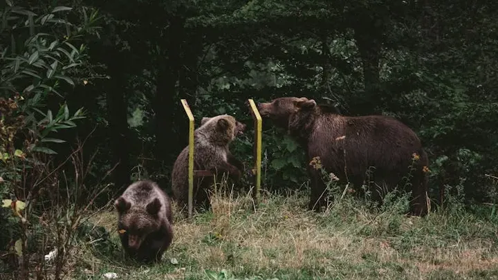 Woman Follows Bear into the Forest After It Unexpectedly Approaches Her at Bus Stop