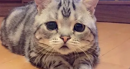 12 Katzen die 'etwas anders' auf die Welt kamen und unsere Herzen zum Schmelzen brachten.