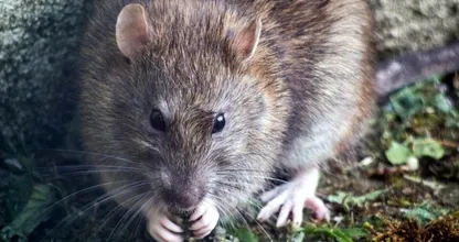 Skurril: Eine Ratte klettert aus der Toilette und beißt der Frau beim Toilettengang in den Hintern