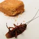These simple tricks will help you get rid of cockroaches in no time at all!
