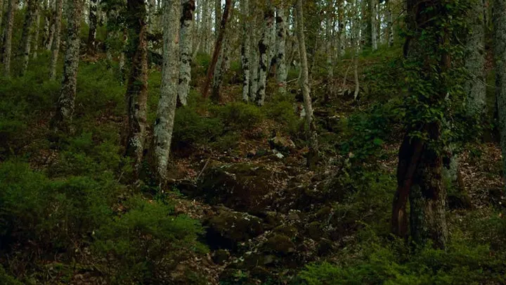 Frau folgt dem Bären in den Wald, nachdem er sich ihr an der Bushaltestelle unerwartet genähert hat